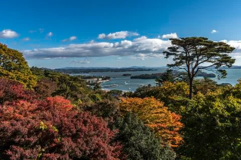 The colourful leaves Stock Photos