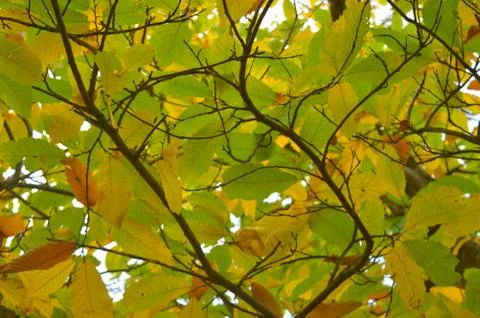 Colourful leaves on a tree forming a pattern Stock Photos