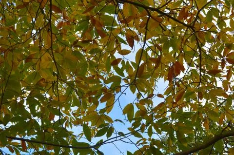 Colourful leaves on a tree forming a pattern Foto stock