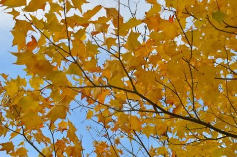 Colourful leaves on a tree forming a pattern 스톡 사진