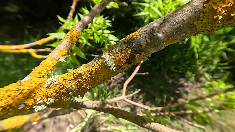 Colourful Lichen Stock Footage 254846891