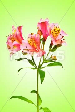 Colourful lilies against gradient background Stock Photos