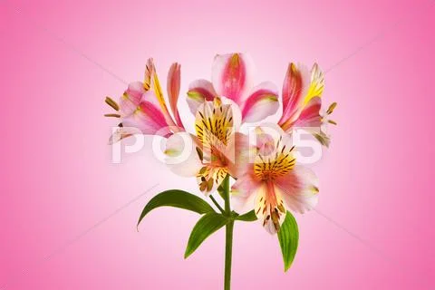 Colourful lilies against gradient background Stock Photos