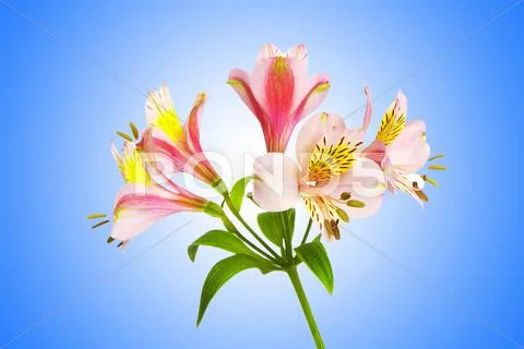 Colourful lilies against gradient background Stock Photos