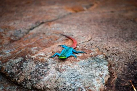 Colourful lizard - agama Stock Photos