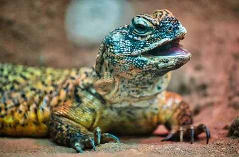 Colourful Lizard Foto stock