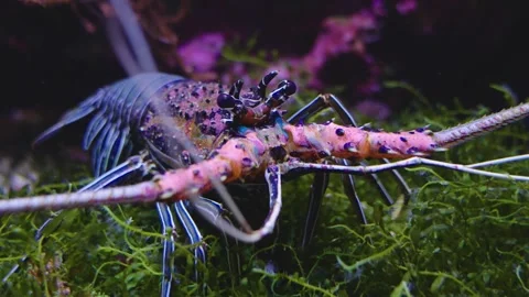 A colourful lobster  Stock Footage 241009166
