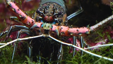 A colourful lobster Video stock 244337067