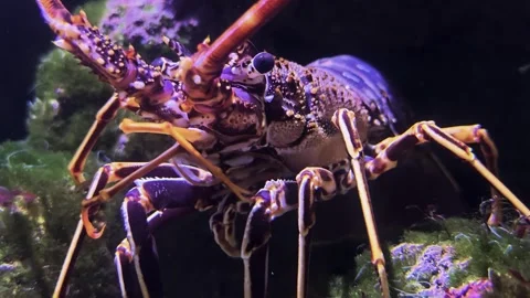 A colourful lobster resting Stock Footage 299372898