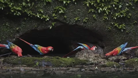 Colourful macaw parrots drinking water while being careful looking for Stock Footage 282953389