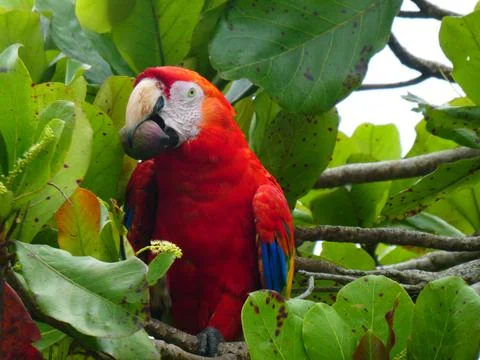 Colourful Macaw in a tree Stock Photos