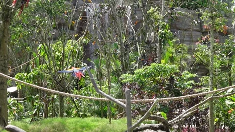 Colourful macaws parrots flying Stock Footage 295037162