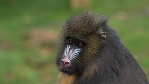 Colourful Mandrill Monkey in Ultra HD 8K Stock Footage 277483700