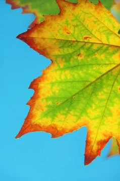 Colourful maple leaf during fall or autumn Stock Photos