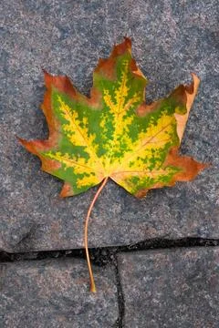 Colourful maple leaf Stock Photos