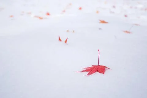 Colourful maple leave falling on fresh white snow ice at public park in Tokyo Photos
