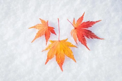 Colourful maple leave falling on fresh white snow ice at public park Stock Photos