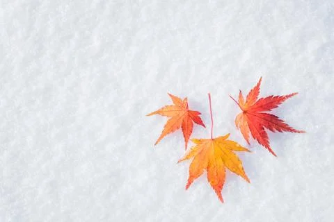 Colourful maple leave falling on fresh white snow ice at public park Stock Photos