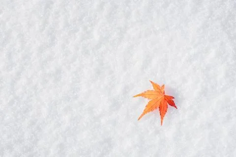Colourful maple leave falling on fresh white snow ice at public park Stock Photos
