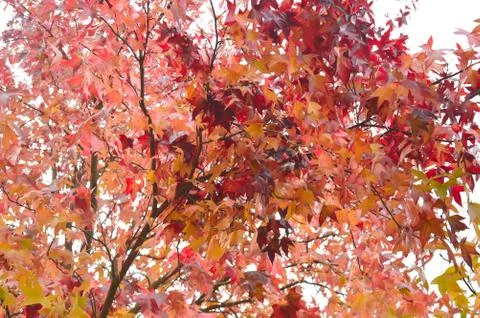 Colourful maple leaves on a tree in fall Stock Photos