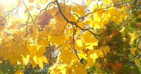 Colourful maple leaves in the wind - 1 Stock Footage 118706817