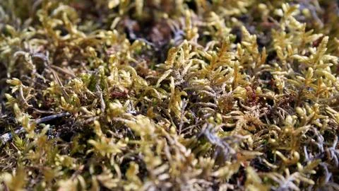 Colourful moss Stock Photos