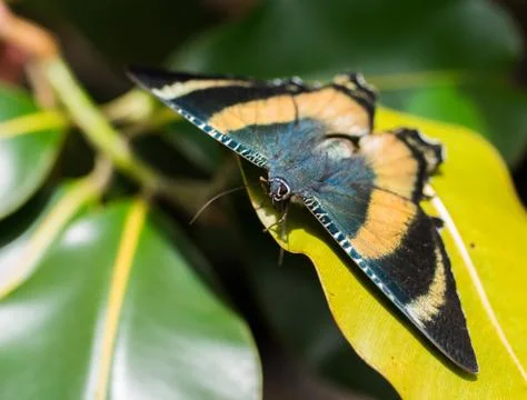 Colourful moth close up on leaf Stock Photos
