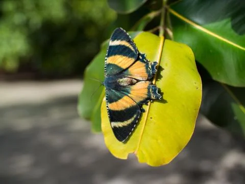 Colourful moth sitting on leaf Stock Photos