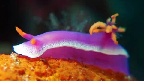 Colourful nudibranches Stock Footage 74849154