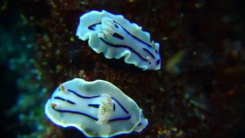 Colourful nudibranches Stock Footage 74849628