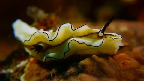 Colourful nudibranches Stock Footage 74850220