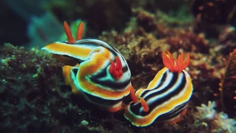 Colourful nudibranches Vídeo Stock 74850854
