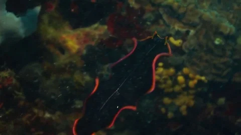 Colourful nudibranches Stock Footage 74851253