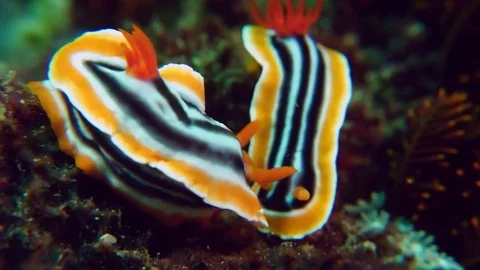 Colourful nudibranches Video stock 74851612