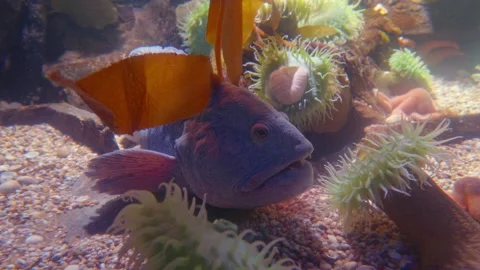 Colourful oceanic Easter pacific Painted greenling, North Atlantic Wolffish. Stock Footage 161414645