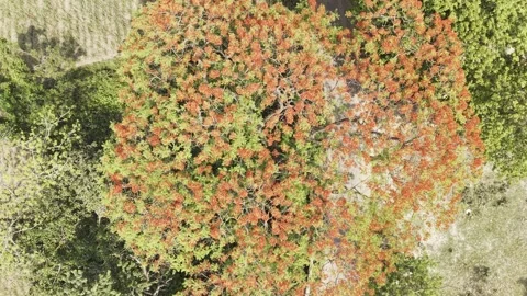 A colourful overhead shot of the dense red blossoms of a flamboyant tree. Stock Footage 333495500