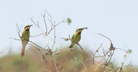 Colourful Pair of Australian Flying Rainbow Bee Eater Birds with Bug in Mouth Stock Footage 283535554