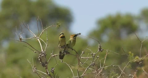 Colourful Pair of Australian Rainbow Bee Eater Birds with Bug in Mouth Stock Footage 283535705