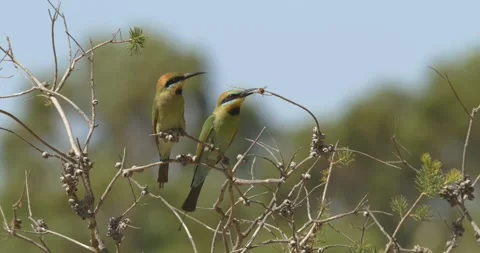 Colourful Pair of Australian Rainbow Bee Eater Birds with Bug in Mouth Stock Footage 283535965
