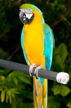 Colourful parrot bird sitting on the perch Stock Photos