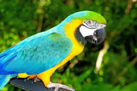 Colourful parrot bird sitting on the perch Stockfoto's
