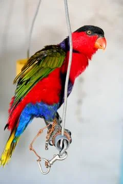 Colourful parrot in captivity Stock Photos