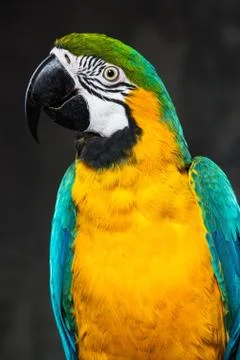 Colourful parrot close-up 스톡 사진