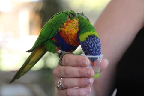 Colourful parrot drinking nectar Stock Photos