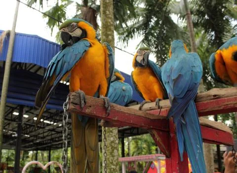 Colourful parrot Stock Photos