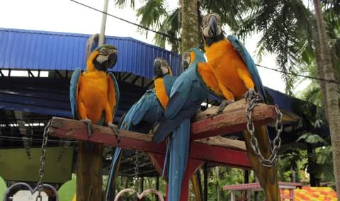 Colourful parrot Stock Photos