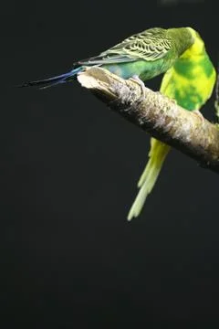 Colourful Parrot Stock Photos