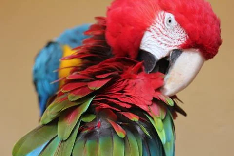 Colourful parrot Stock Photos