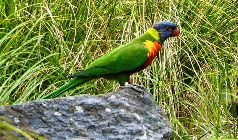 Colourful Parrot Stock Photos