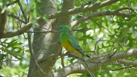 Colourful parrot on a tree branch Stock Footage 342991885